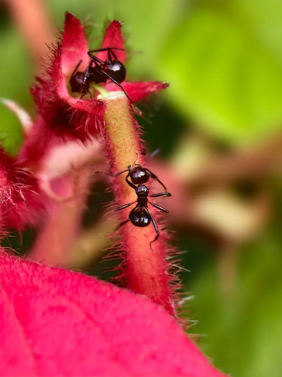 Ants — Pest Control