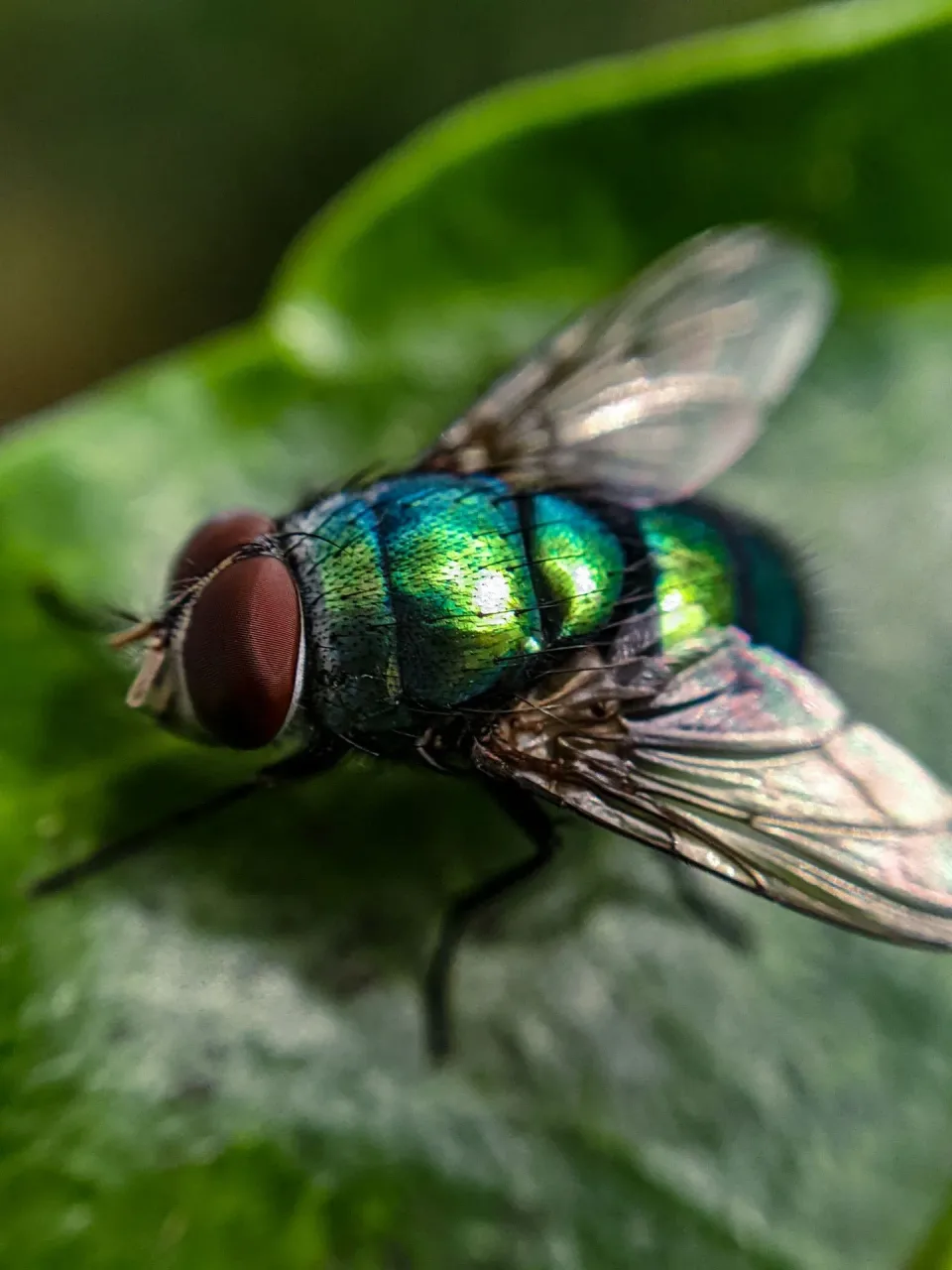 Blow Fly — Pest Control Blow Fly — Pest Control