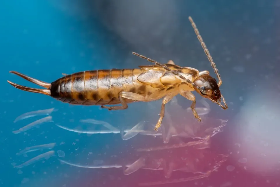 Earwig — Pest Control