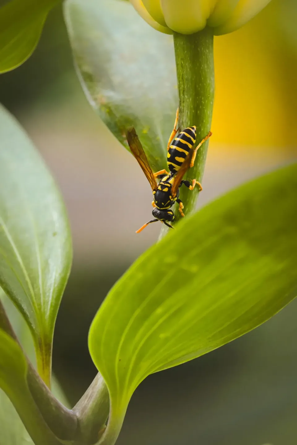 Paper Wasp — Pest Control Paper Wasp — Pest Control