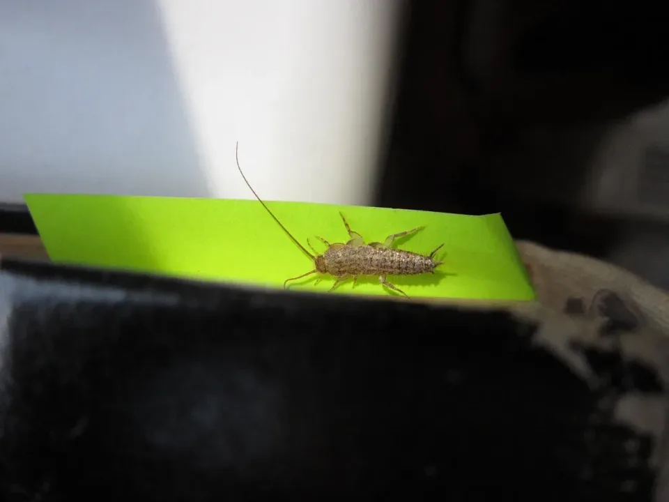 Silverfish — Pest Control Silverfish — Pest Control
