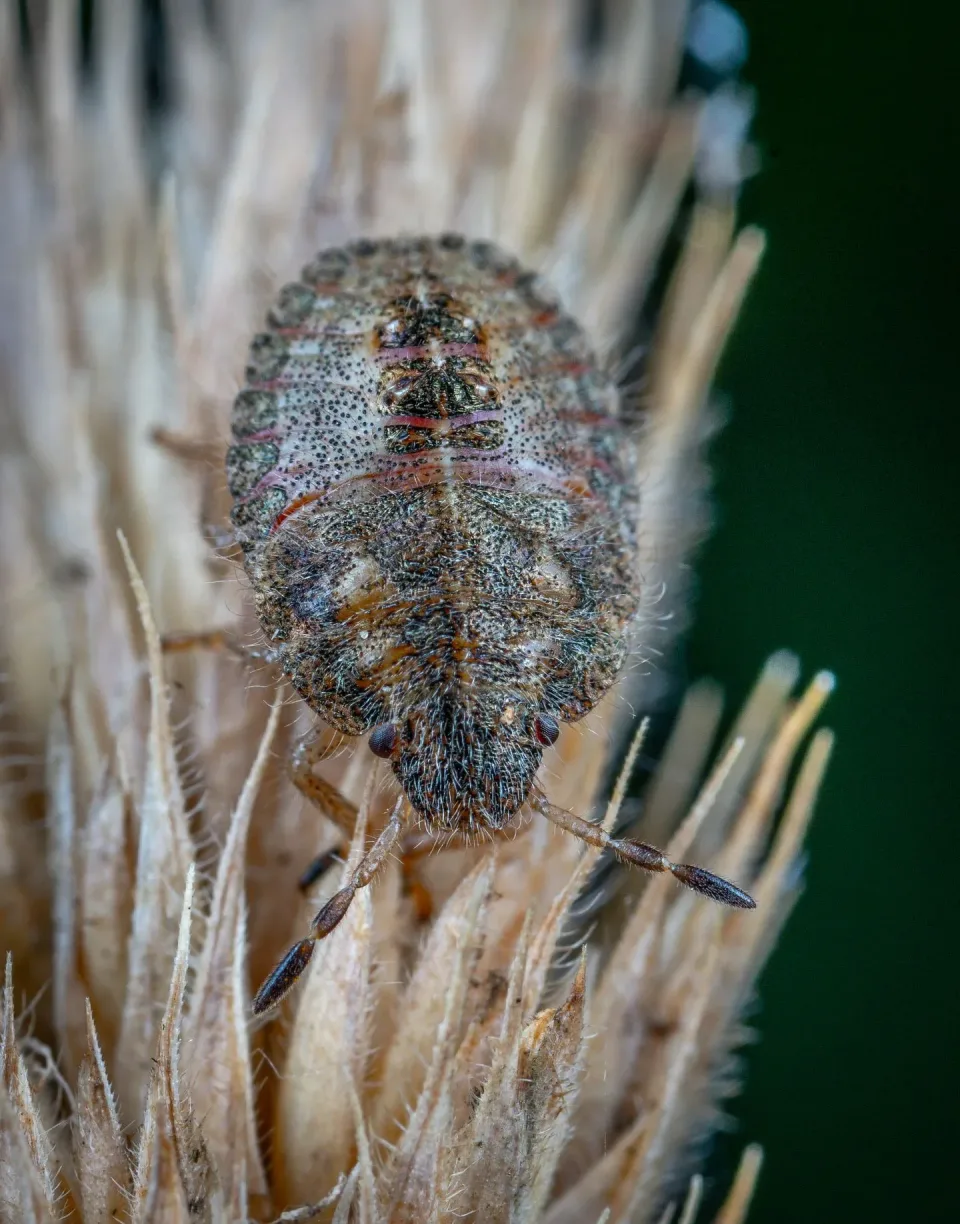 Stink Bug Nymph — Pest Control Stink Bug Nymph — Pest Control