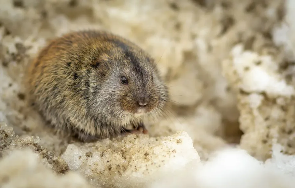 Vole — Pest Control