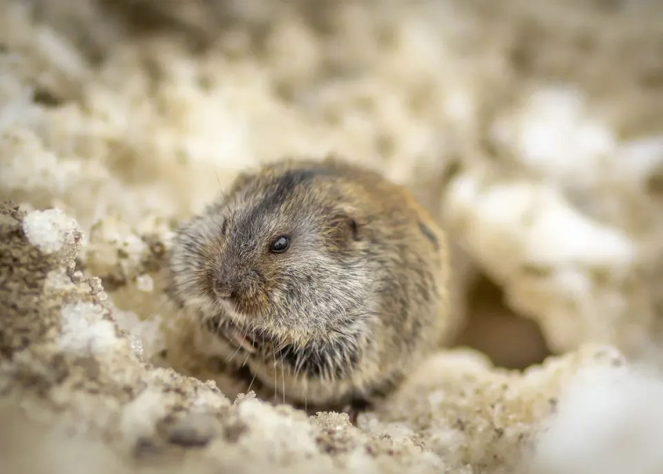 Vole — Pest Control